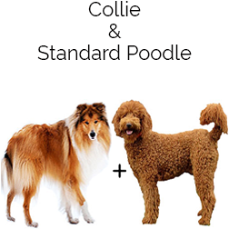 Cadoodle Dog